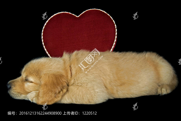 金色小狗的愛