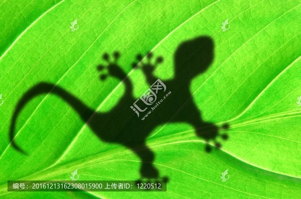 熱帶的背景