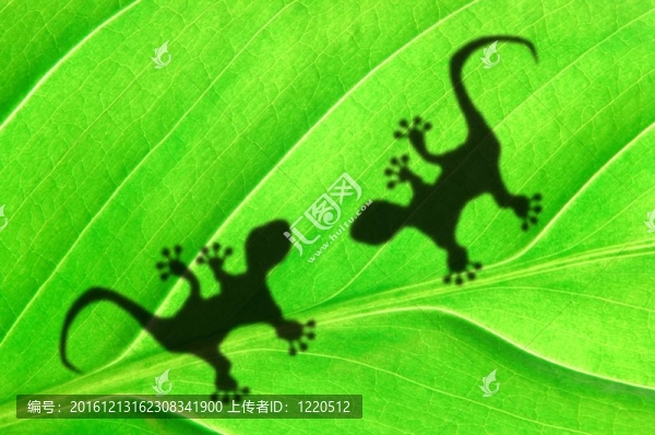 綠色叢林葉和壁虎