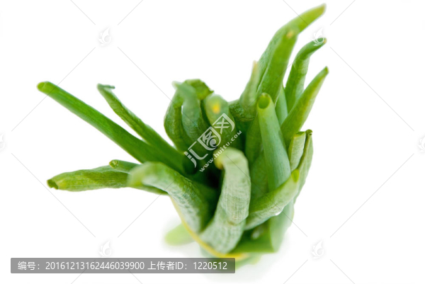 白色背景上的洋蔥
