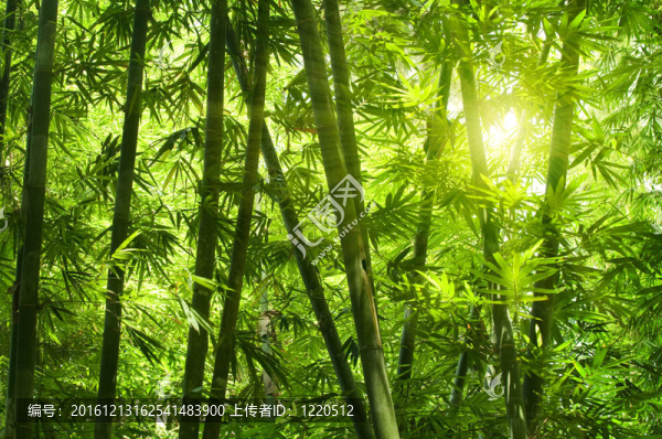 竹林。