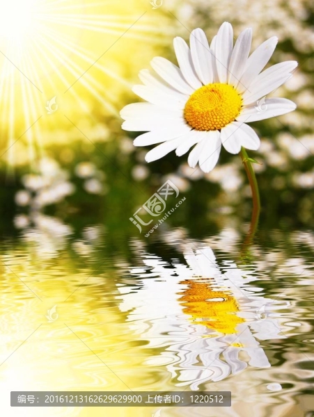 雛菊花