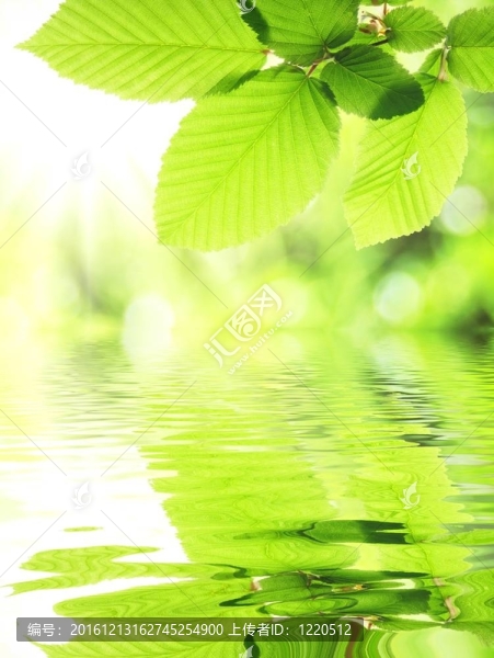 綠葉水