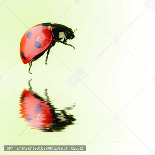 瓢蟲在水分離