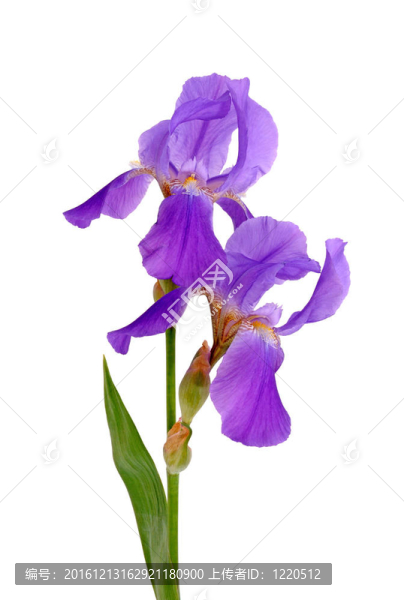 虹膜