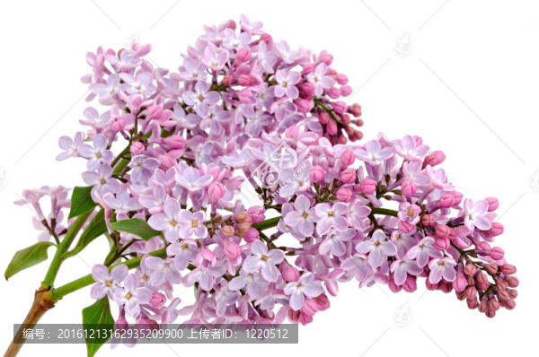 丁香花