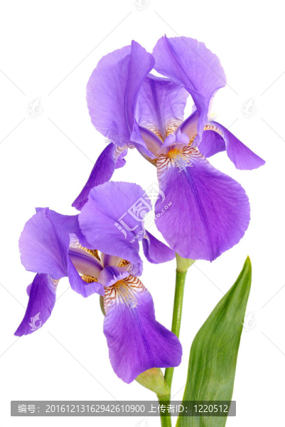 鳶尾花