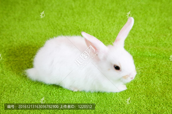 小白兔