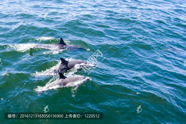三只海豚
