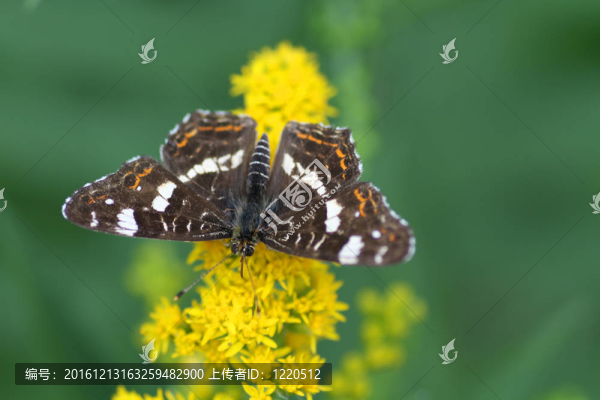 蝴蝶花