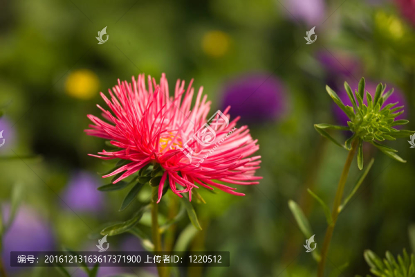 紫菀