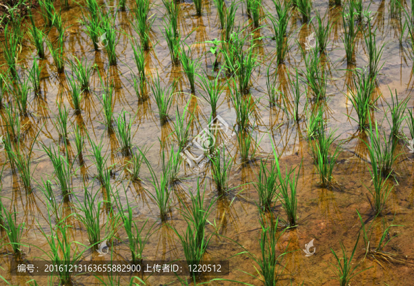 水稻植株