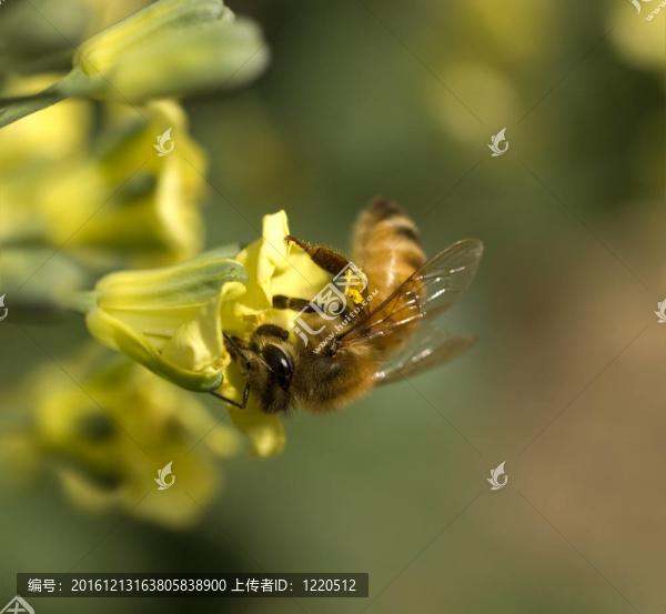 從黃花春花中采集花粉