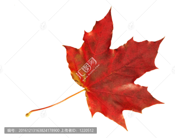 紅楓葉