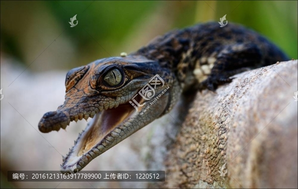 鱷魚幼仔。
