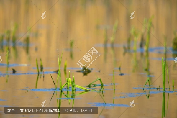 沼澤