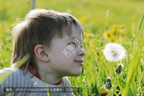 蒲公英草甸男孩。