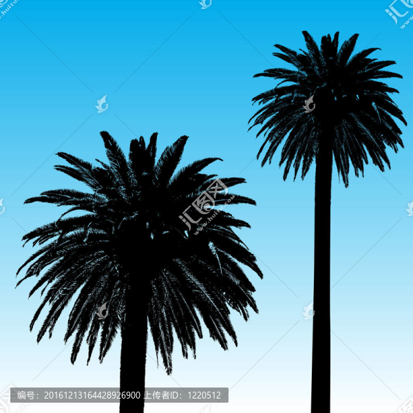 棕櫚樹的背景