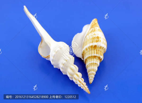 藍色背景上的兩個貝殼。
