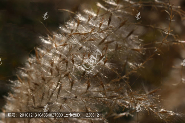 蒲公英在烏賊