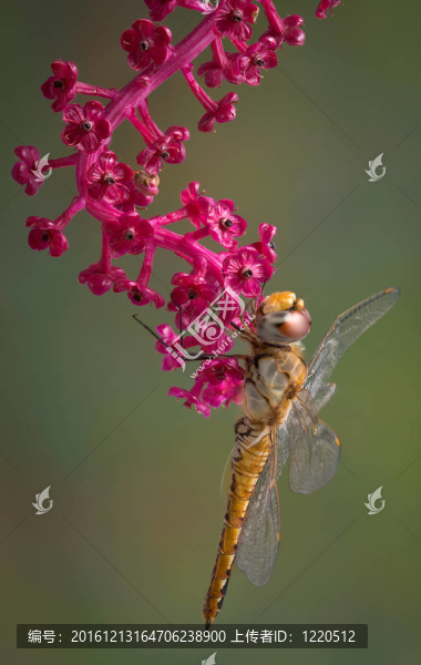 蜻蜓在美洲商陸