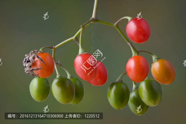 漿果上的跳躍蜘蛛