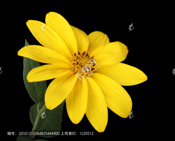黃色的雛菊