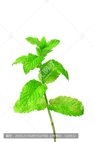 薄荷