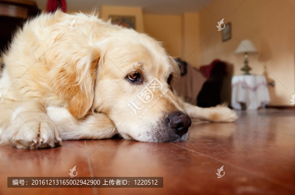 思維的狗