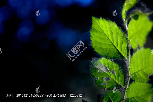 樹的分支