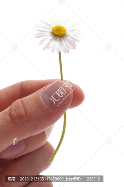 雛菊花