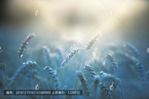 小麥的特寫