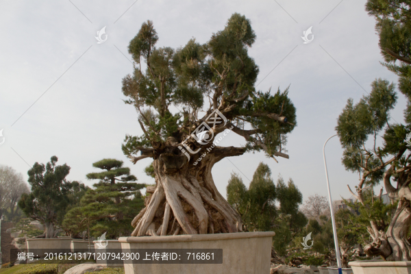 柏樹,大型盆景