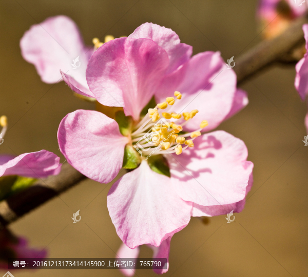 粉花