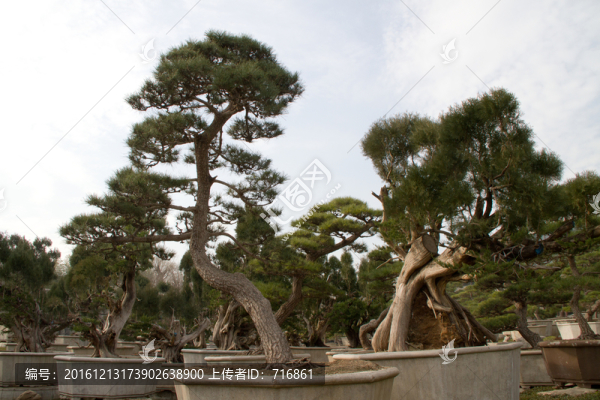 柏樹,大型盆景