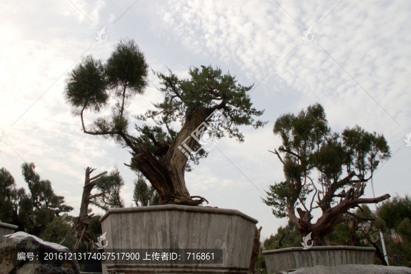 柏樹,側(cè)柏,大型盆景