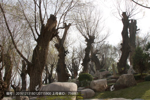 皂角樹(shù),古樹(shù)