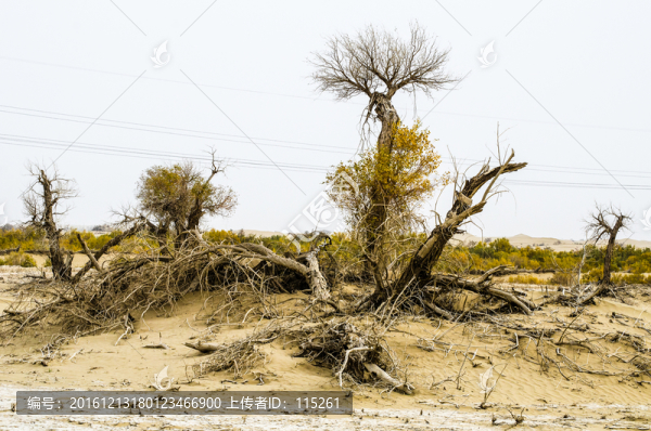 塔里木河塔克拉瑪干沙漠