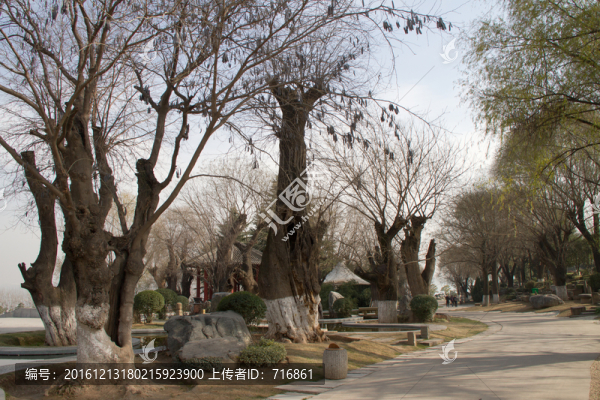 皂角樹,古樹