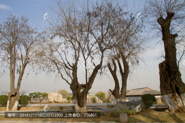 皂角樹(shù),古樹(shù)