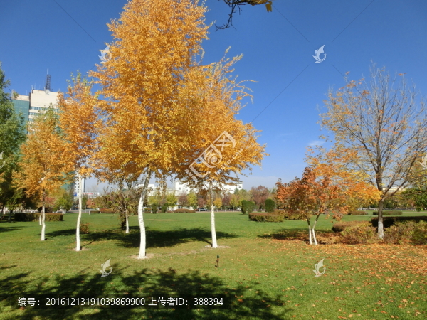 公園即景
