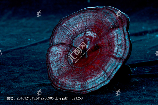 野生靈芝