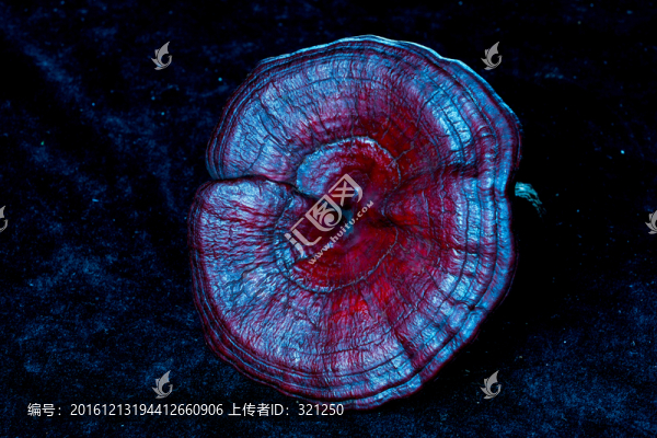 靈芝