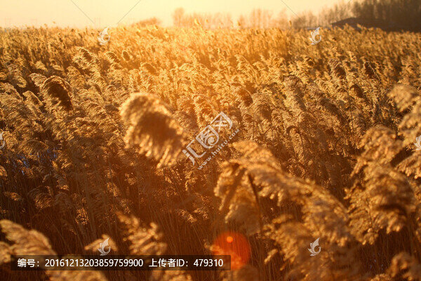 蘆葦,濕地