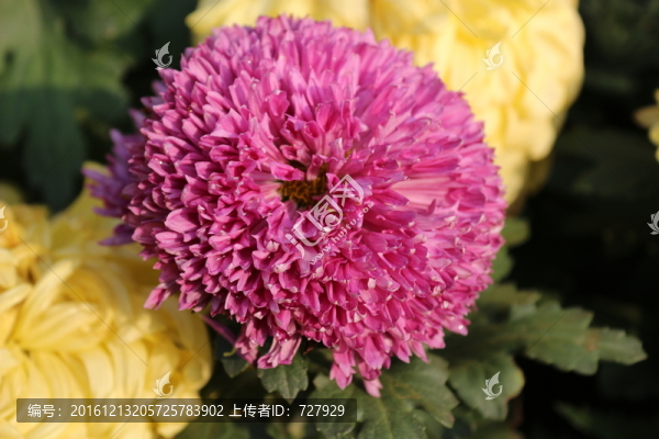 菊花