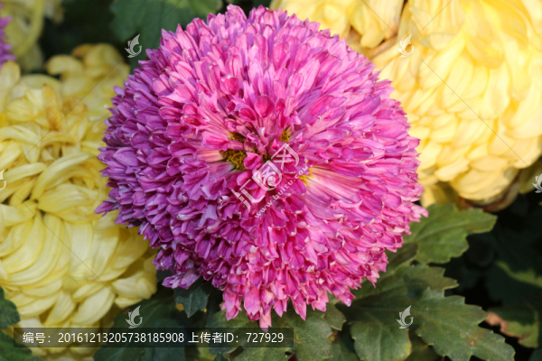 菊花
