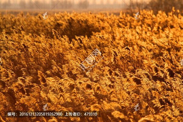 蘆葦,濕地,生態(tài)