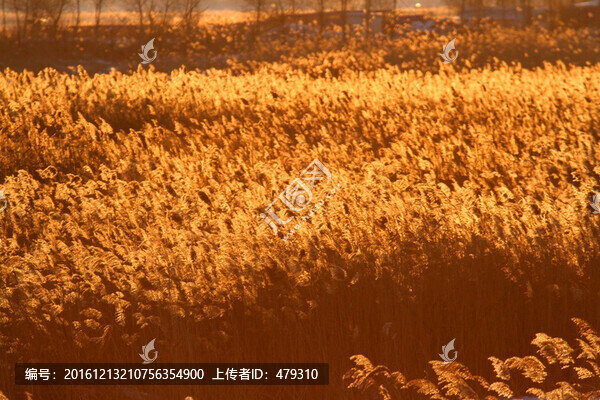 蘆葦