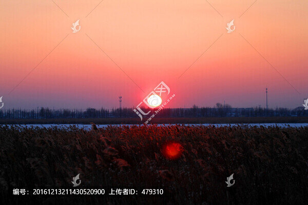 蘆葦,日落,黃昏