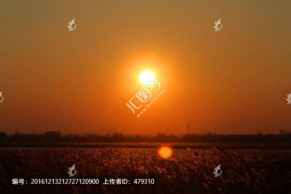 蘆葦,日落,黃昏,濕地